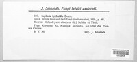 Caryophylloseptoria lychnidis image